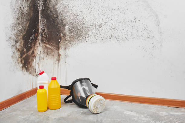 Mineola, TX Mold Removal Company