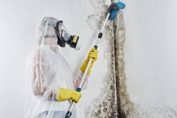 Best Fast Mold Removal  in Mineola, TX