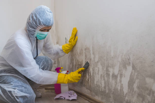 Best Commercial Mold Removal  in Mineola, TX