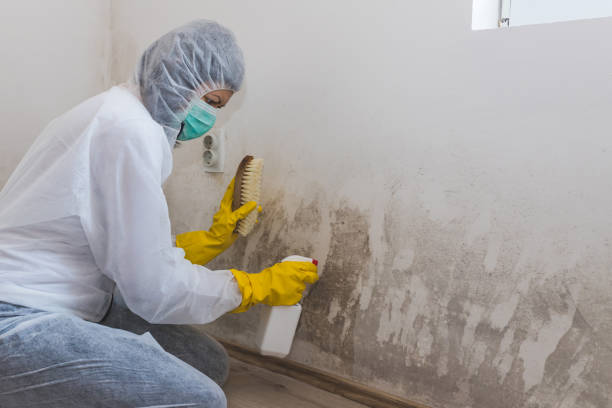 Best Crawl Space Mold Removal  in Mineola, TX