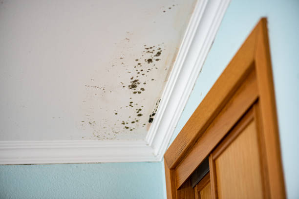 Best Home Mold Removal  in Mineola, TX