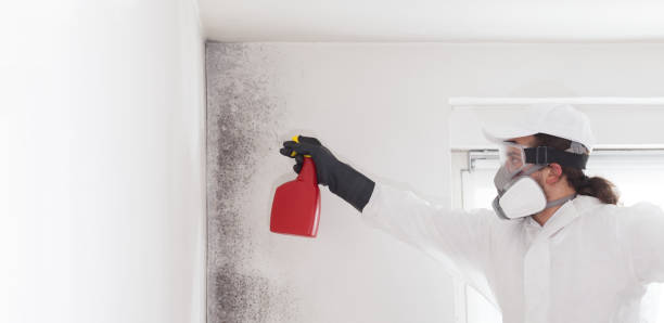 Best Mold Damage Repair  in Mineola, TX