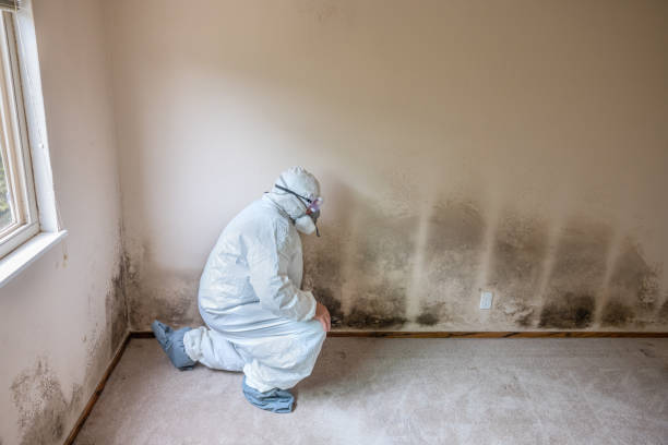 Best Toxic Mold Removal  in Mineola, TX