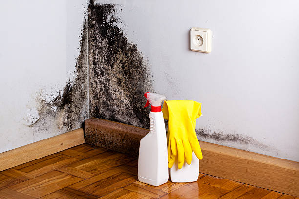 Best Attic Mold Removal  in Mineola, TX