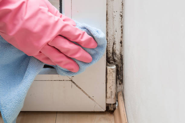 Best Black Mold Removal  in Mineola, TX